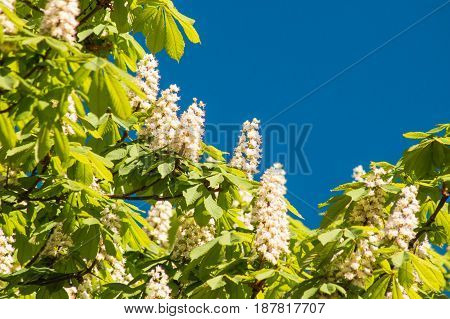 Blossoming Chestnut Tree Against Clear Blue Sky