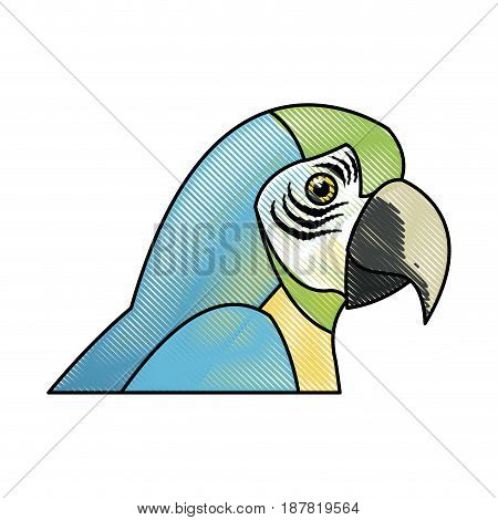 macaw amazon bird brazil wildlife image vector illustration