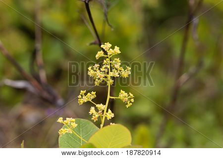 Flowers of an European smoketree (Cotinus coggygria)