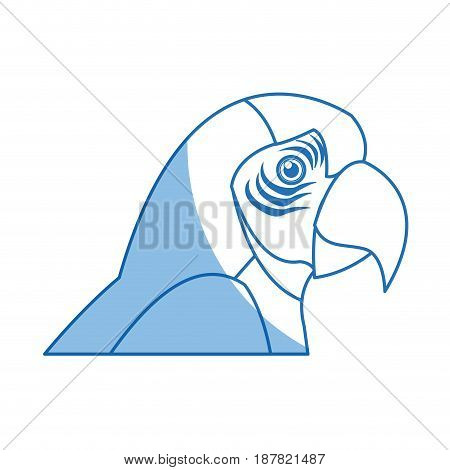 macaw amazon bird brazil wildlife image vector illustration