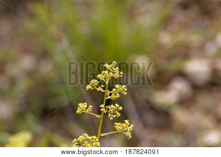 Flowers of an European smoketree (Cotinus coggygria)