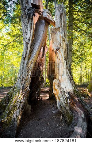 Large dead tree in pine forrest close up