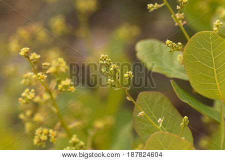 Flowers of an European smoketree (Cotinus coggygria)