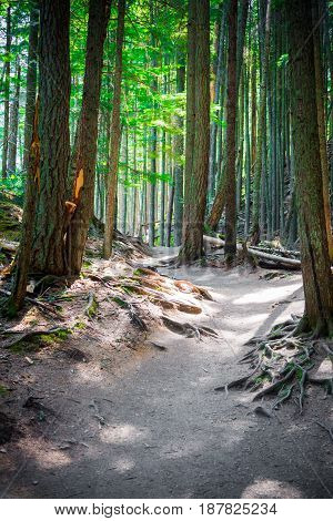 Path through forest lined with exposed roots in Glacier National Park Montana