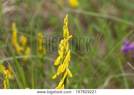 Flowers of a dyer broom (Genista tinctoria) a plant used for dyeing and as medical plant.