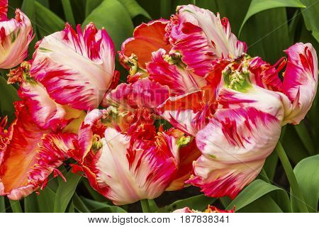 Red White Peony Fancy Tulips Green Leaves Keukenhoff Lisse Holland Netherlands. Called the Garden of Europe