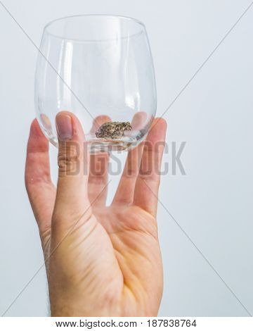 A frog is sitting in a cup that is being held up by a hand