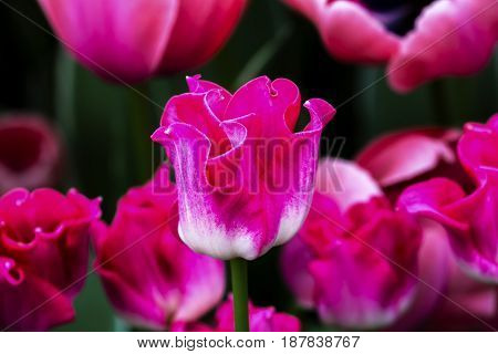 Pink White Fancy Tulips Keukenhoff Lisse Holland Netherlands. Called the Garden of Europe