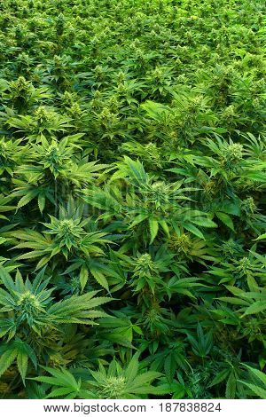 A lush and dense canopy of an indoor marijuana grow.