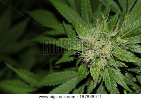 A close-up flash photo of a beautiful indoor grown marijuana flower covered in frosty crystals.