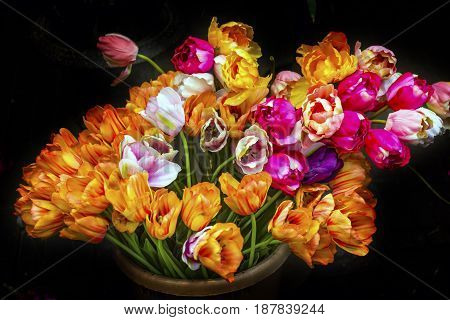 Orange Pink Tulips Flowers Bloemenmarket Flower Market Amsterdam Holland Netherlands. Red Tulips perrenial bulb flower are a symbols of love.