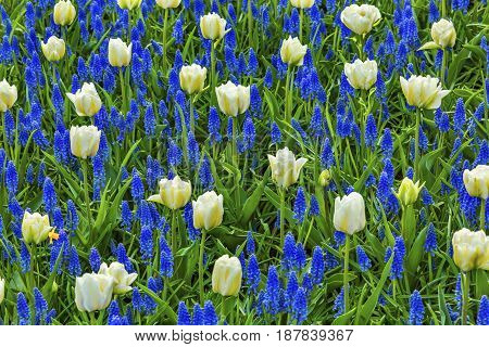 White Tulips Green Leaves Blue Grape Hyacinths Fields Keukenhoff Lisse Holland Netherlands. Called the Garden of Europe