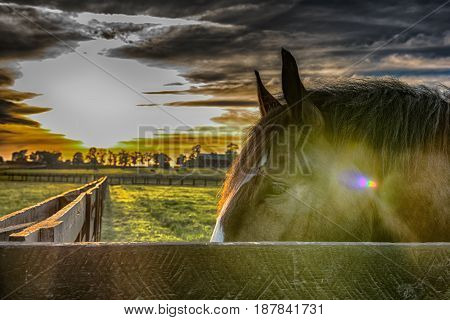 Horse head behind a fence rail with pasture in background with sun flare and HDR filter