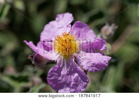 Flower of a pink rock rose (Cistus creticus)