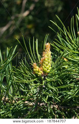 Young pine pinus pollen strobili and shoots macro selective focus shallow DOF.