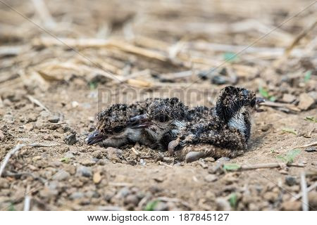 Baby birds in a natural nest on the ground