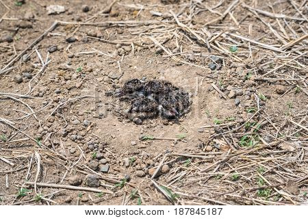 Baby birds in a natural nest on the ground