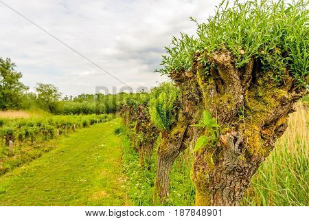 Wild plants growing in old pollard willow trees in a Dutch national park. In the foreground is a common comfrey plant and in the second tree trunk a fern.