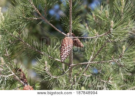 Cone of an Aleppo pine (Pinus halepensis)