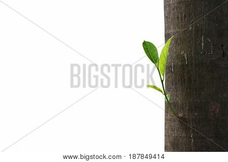 new born leaf of jackfruit tree isoltaed on white