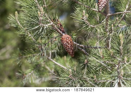 Cone of an Aleppo pine (Pinus halepensis)