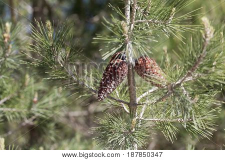 Cone of an Aleppo pine (Pinus halepensis)