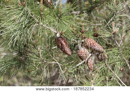 Cone of an Aleppo pine (Pinus halepensis)