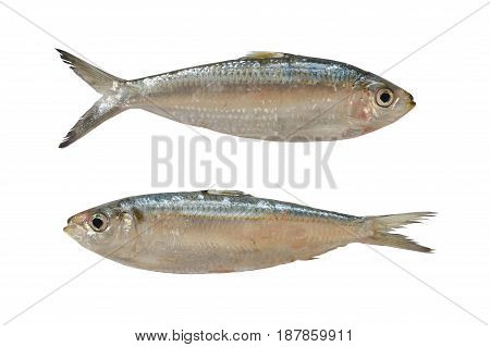 Sardinella or Clupeidae fish isolated on white background and have clipping paths to easy deployment.