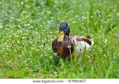 Duck in the grass, mallard, eurasian wild duck, Anas platyrhynchos