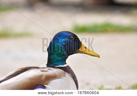 Portrait of wild duck. Mallard duck (Anas platyrhynchos) in the wild