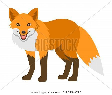 Cute smiling red fox vector cartoon illustration. Wild zoo animal icon. Shaggy adult predator standing. Isolated on white. Forest fauna childish character. Simple flat design element. Side view