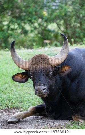Indian Gaur  In The Zoo, Color Image, Toned Image