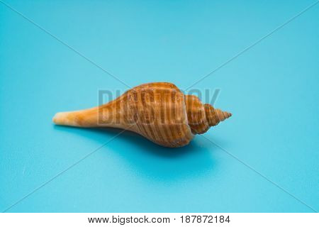 conch shell on a blue background horizontal