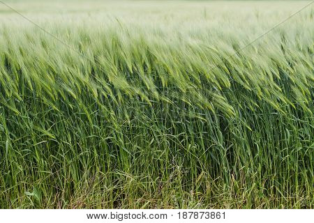 horizontal front view of green field of wheat waving in the wind in springtime