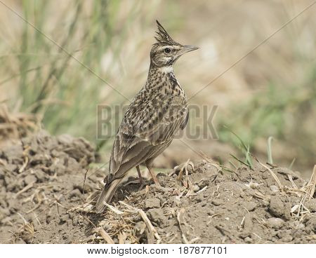 Crested Lark Stood In Rural Field Meadow