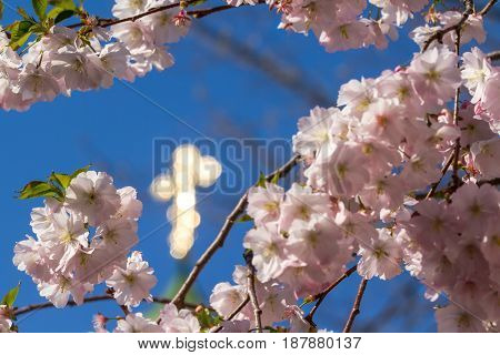 Sakura flowers only blossomed in spring on a tree Against the background of the Christian church with a dome and a Christian cross in the city of Mukacheve Ukraine