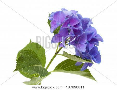 Blue Hydrangea Isolated
