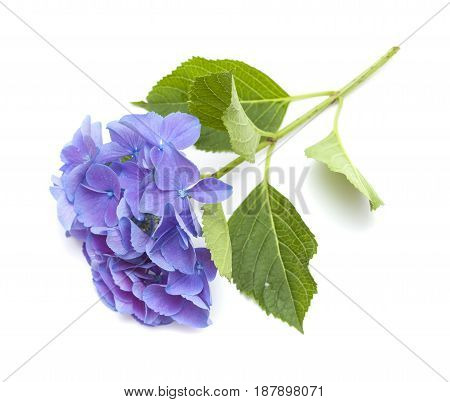 Blue Hydrangea Isolated