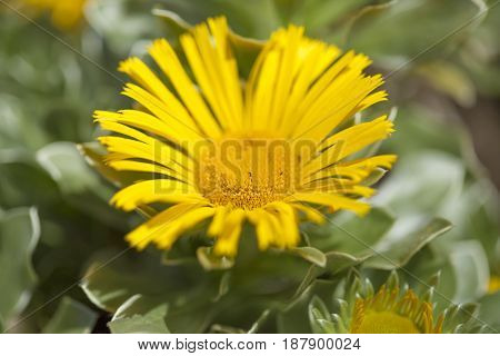 flowering yellow Asteriscus plant natural floral background
