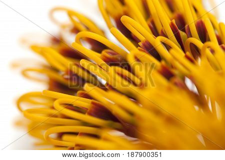 Flowers Of Grevillea Robusta