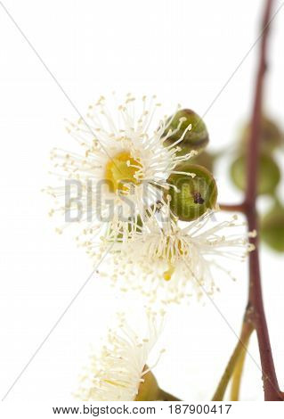 Flowering Eucalyptus Camaldulensis