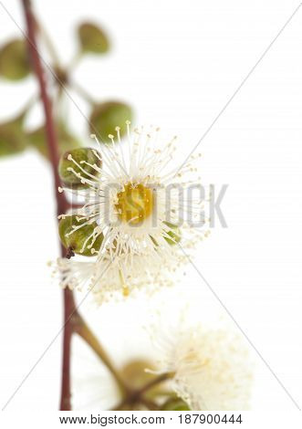 Flowering Eucalyptus Camaldulensis