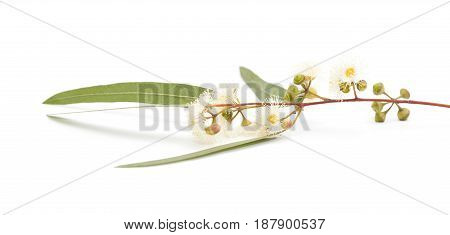 Flowering Eucalyptus Camaldulensis