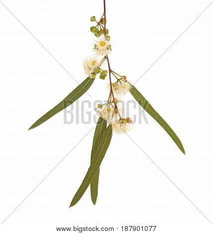 Flowering Eucalyptus Camaldulensis