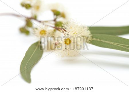 Flowering Eucalyptus Camaldulensis