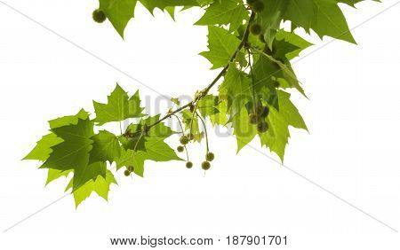 Plane Tree Branch Isolated