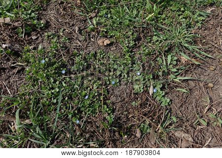 Flowering Veronica Polita In Spring From Above