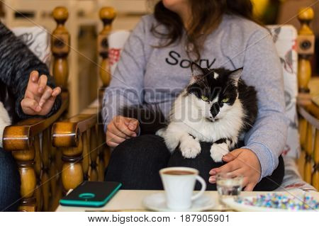 Black and white cat resting on a young girl's lap in a cafe. Girl sitting and chatting with her friend drinking Turkish coffee in a cafe.