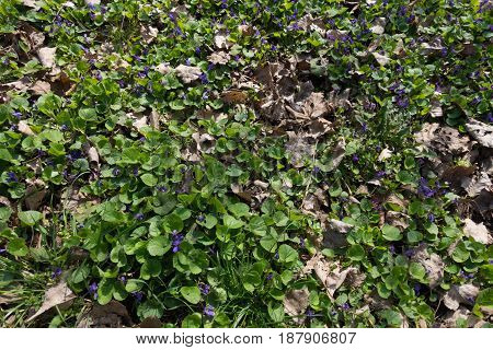 Small Purple Flowers Of Viola And Fallen Leaves