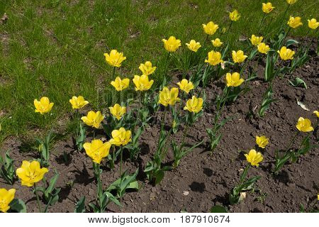 Diagonal Row Of Yellow Tulips With Green Stripes